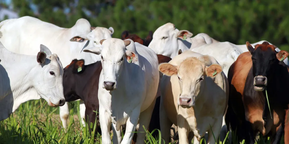 Em janeiro, o consumo interno de carne bovina costuma ser fraco, mas os baixos estoques mantêm o alto preço do produto.