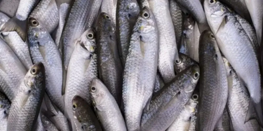 Medida distribui o volume entre diferentes modalidades de pesca e fortalece a participação de comunidades tradicionais no GT Tainha