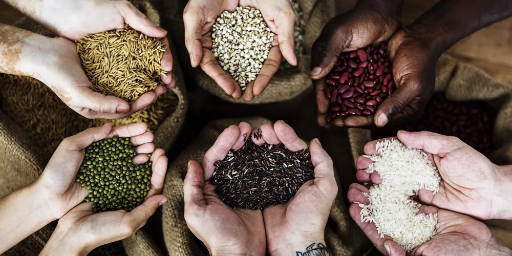 Área plantada é estimada em 83,3 milhões de hectares