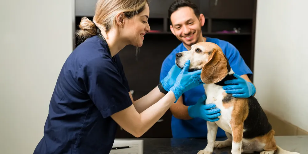 Uma das vagas em destaque é a de auxiliar de veterinário