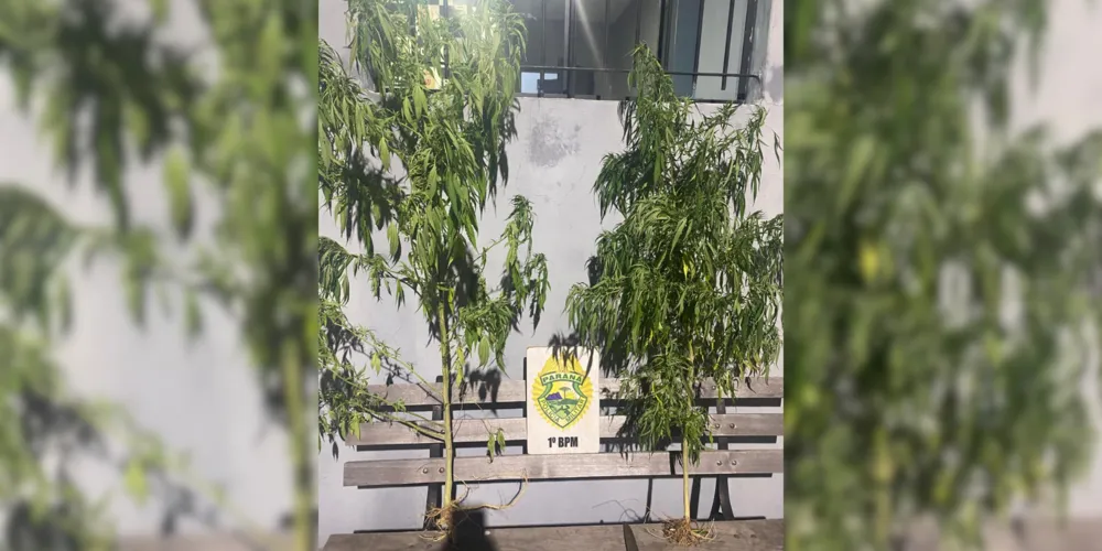 Os pés de maconha foram apreendidos no local