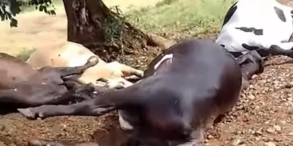 Os animais, quatro vacas e um touro, estavam abrigados embaixo de uma árvore no momento da descarga elétrica