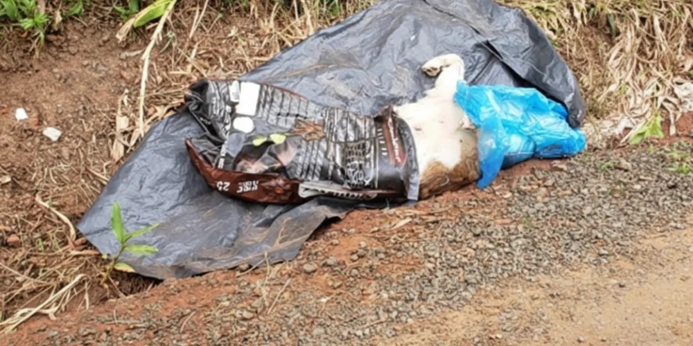 Animal foi descartado à beira de uma estrada de chão