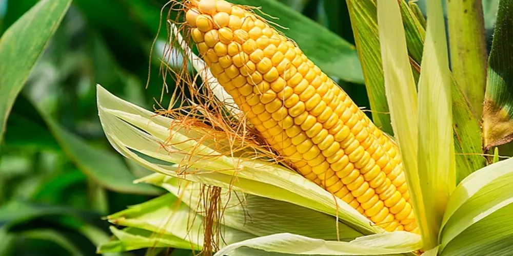 Plantação de milho