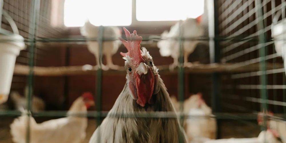 Brasil recuperou seu status de livre da doença em 2025