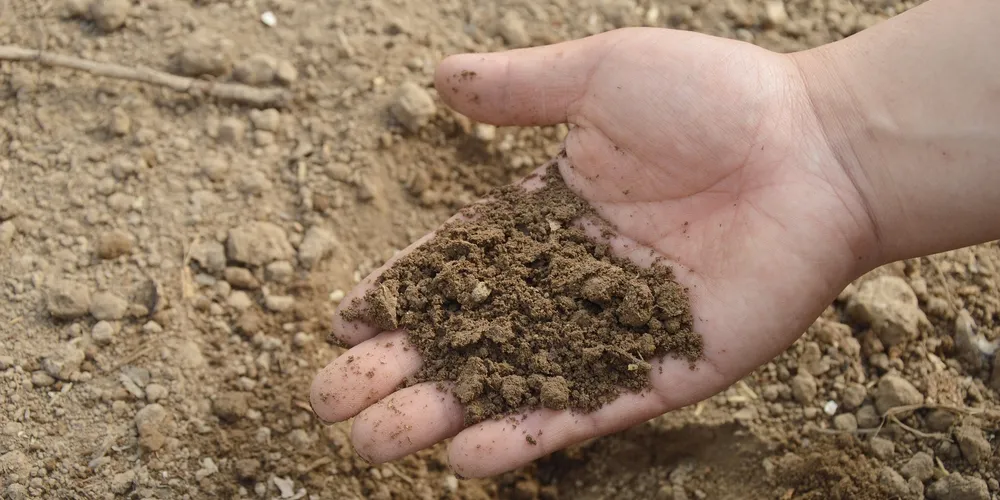 Fertilizantes são essenciais para a alta produtividade e qualidade no agronegócio