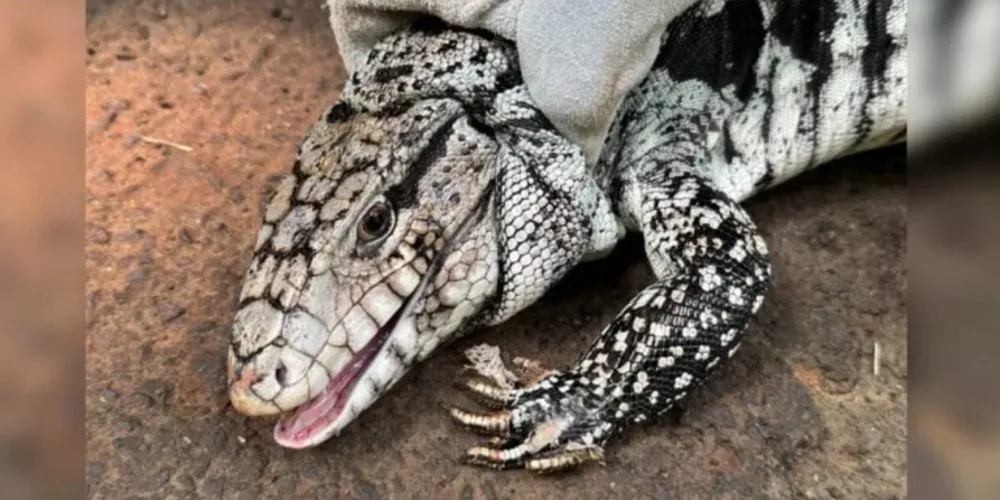 Animal foi devolvido à natureza pelos órgãos competentes