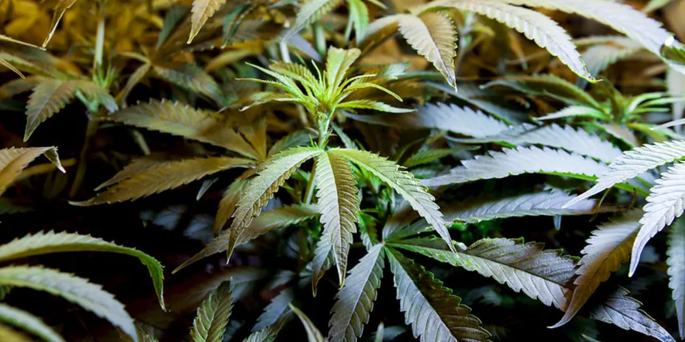 As partes envolvidas e o material apreendido foram encaminhados à delegacia