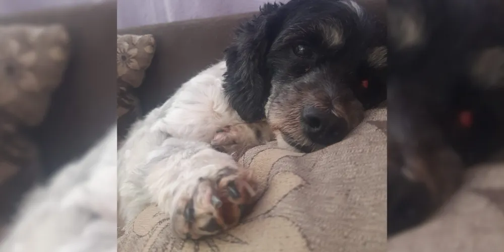 A cachorrinha Meg está perdida desde a manhã deste sábado (10)