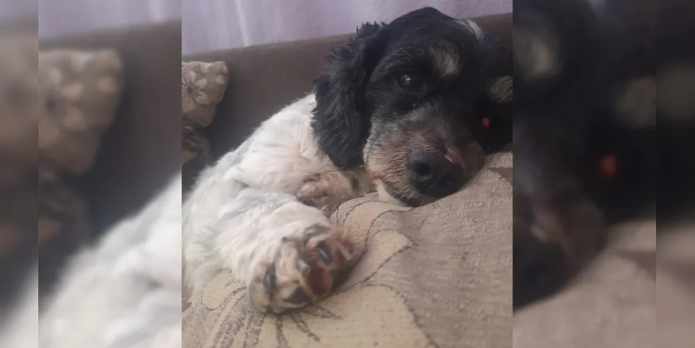 A cachorrinha Meg está perdida desde a manhã deste sábado (10)