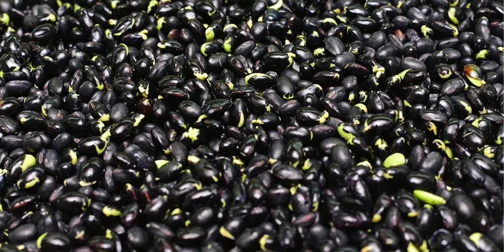 Apesar de uma queda de 21,6% em relação a janeiro, as exportações da leguminosa em fevereiro foram 77,9% superiores ao mesmo período do ano passado