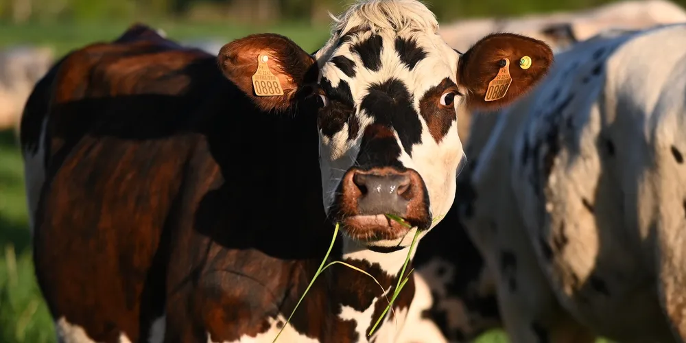 Técnica esteve presente em 81,31% das cidades brasileiras em 2025