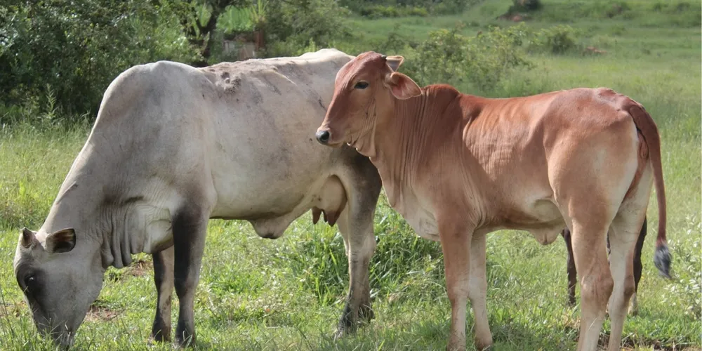 Apesar da estabilidade nos preços dos cortes de carne bovina no atacado, a proteína segue perdendo competitividade para substitutos mais baratos