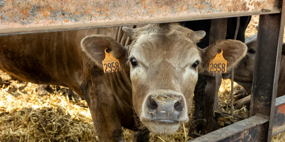 Alta da arroba refletiu diretamente no preço da carne com osso
