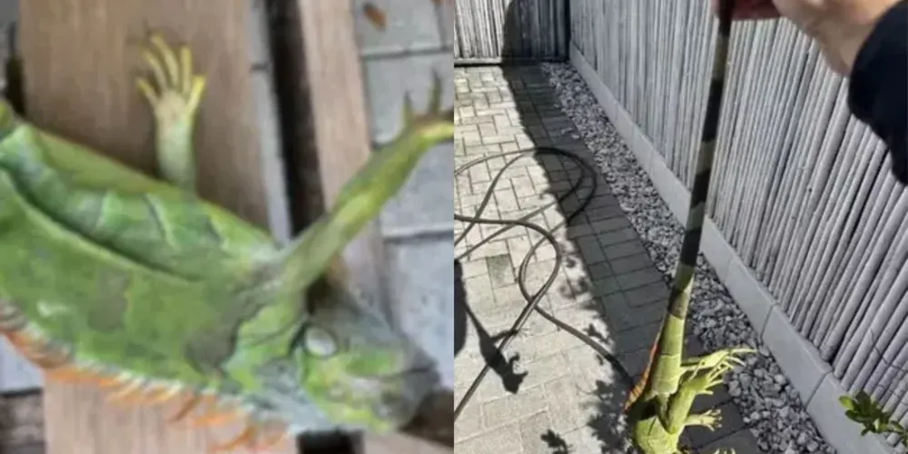 Segundo os criadores, o sabor é levemente adocicado e lembra outras carnes exóticas