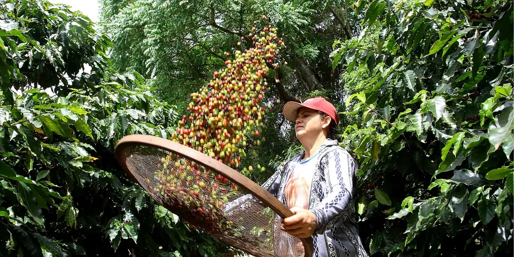 No Paraná, 75% dos colaboradores dos sindicatos rurais são mulheres