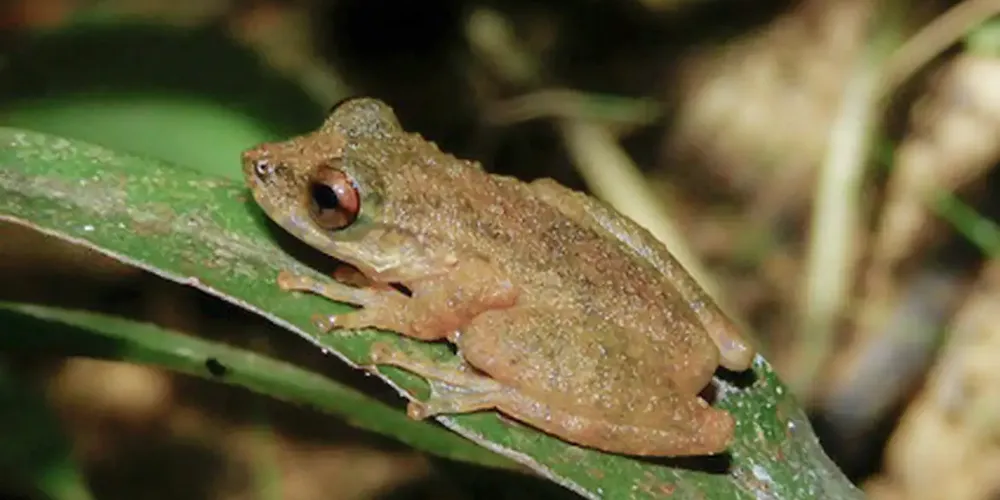 De pequeno porte, a espécie apresenta diferenças morfológicas