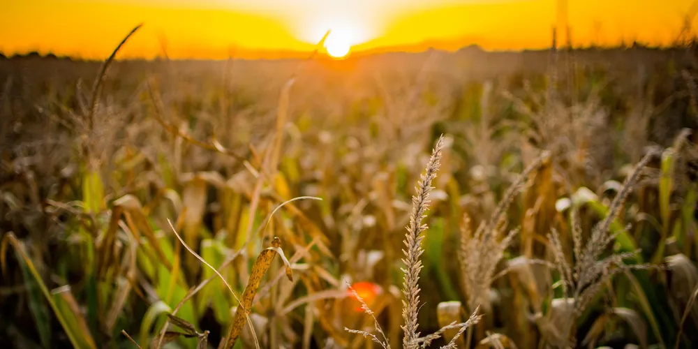 Monitoramento contínuo do clima é essencial: previsão para manejo diário, leitura de umidade do solo e avaliação dos impactos na safra
