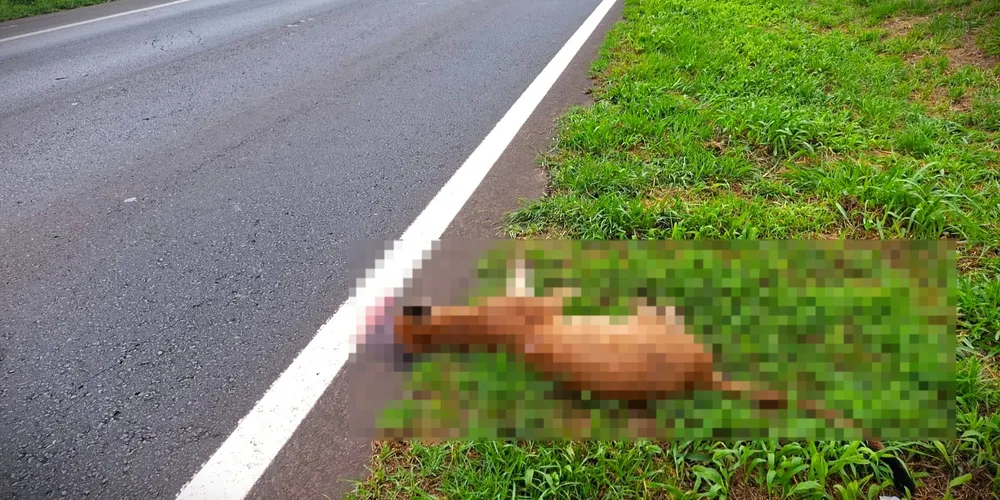 Animal foi recolhido e encaminhado à UEPG