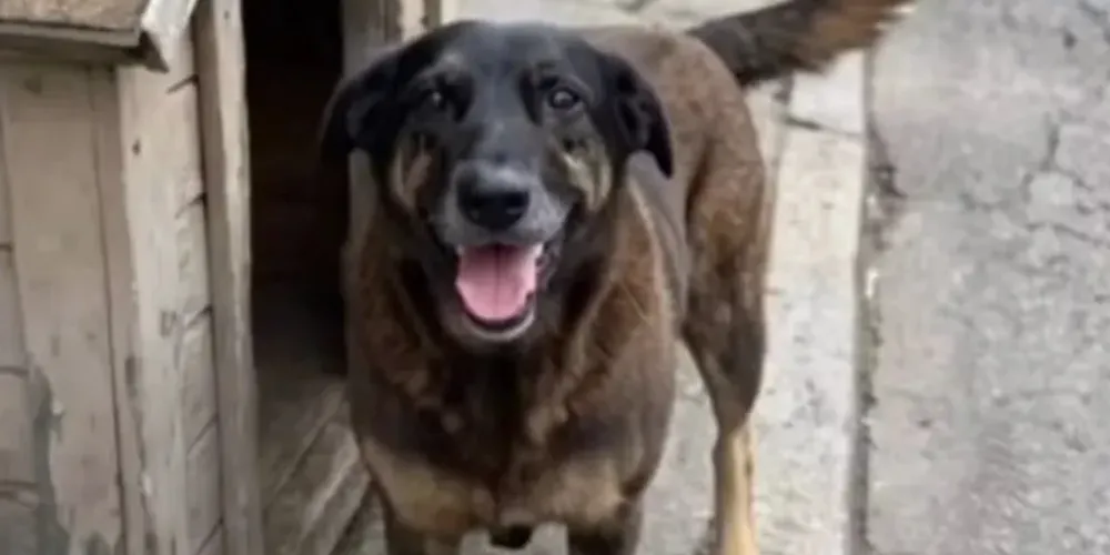 O Orelha era um cão comunitário vira-lata