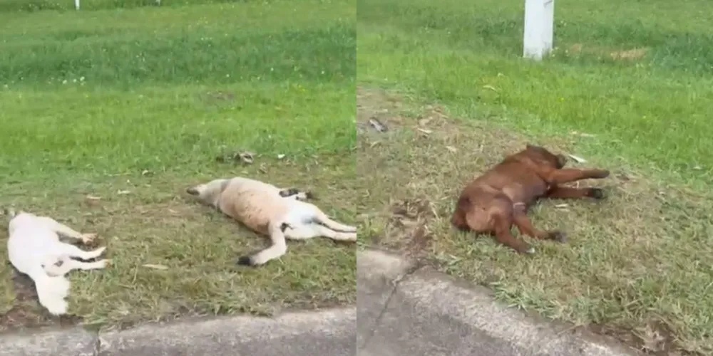 Cinco cães foram encontrados mortos em rodovia de Santa Catarina