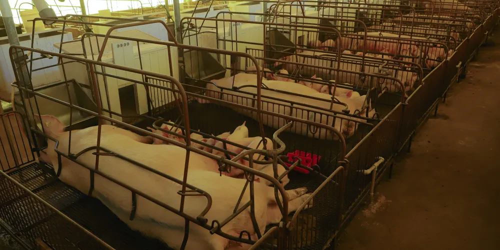 Desempenho reforça a sanidade e o padrão tecnológico do rebanho paranaense, que atende mercados como Argentina, Uruguai e Bolívia