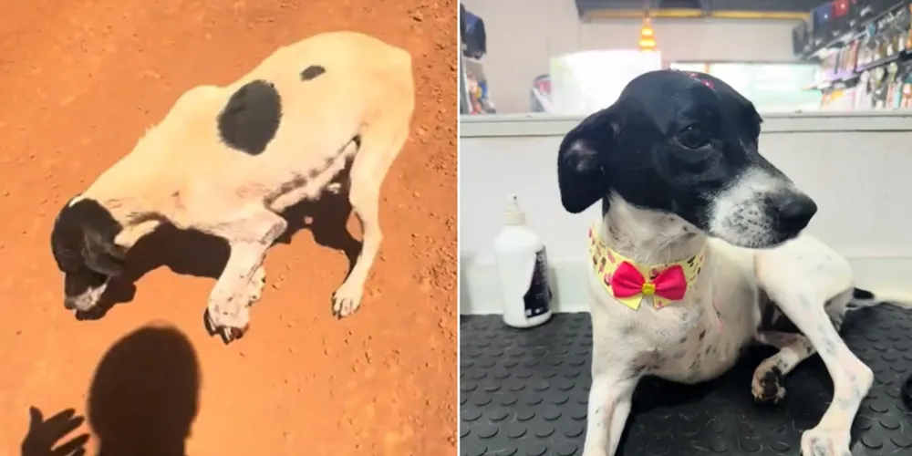 A cadela 'Patinha' passou por um processo de recuperação após o resgate