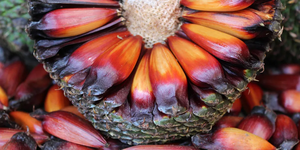 Descumprimento das regras de maturação ou do calendário oficial está sujeito a punições