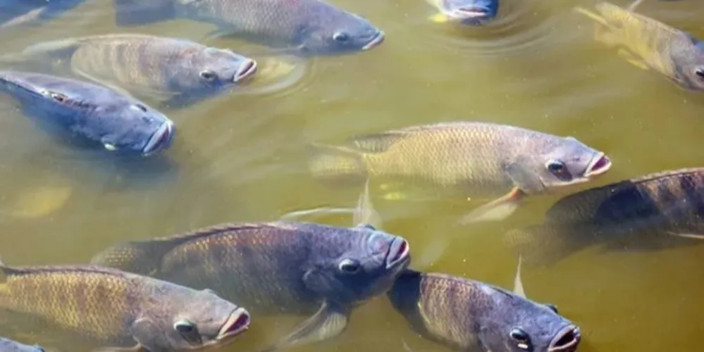Paraná é o estado líder em produção de tilápia no país
