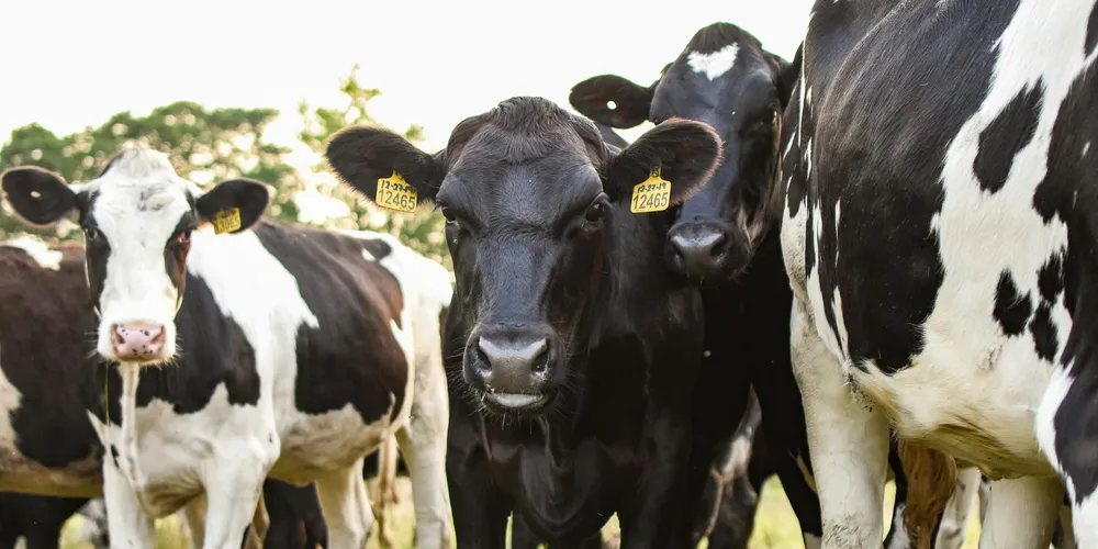 Uso de alternativas como a silagem de sorgo e silagens de inverno ajuda a reduzir dependência do milho e equilibrar custos