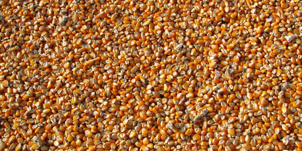 Desvalorização foi impulsionada pela alta do real frente ao dólar e pela expectativa de uma oferta robusta no Brasil