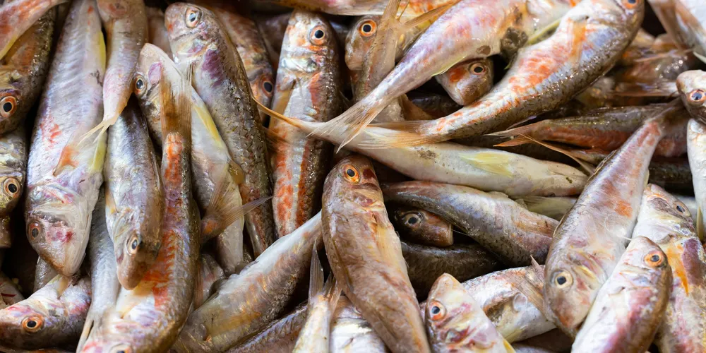 Setor agropecuário paranaense critica a deterioração do serviço no campo e a demora no restabelecimento da energia, que chega a deixar propriedades sem eletricidade por cinco dias