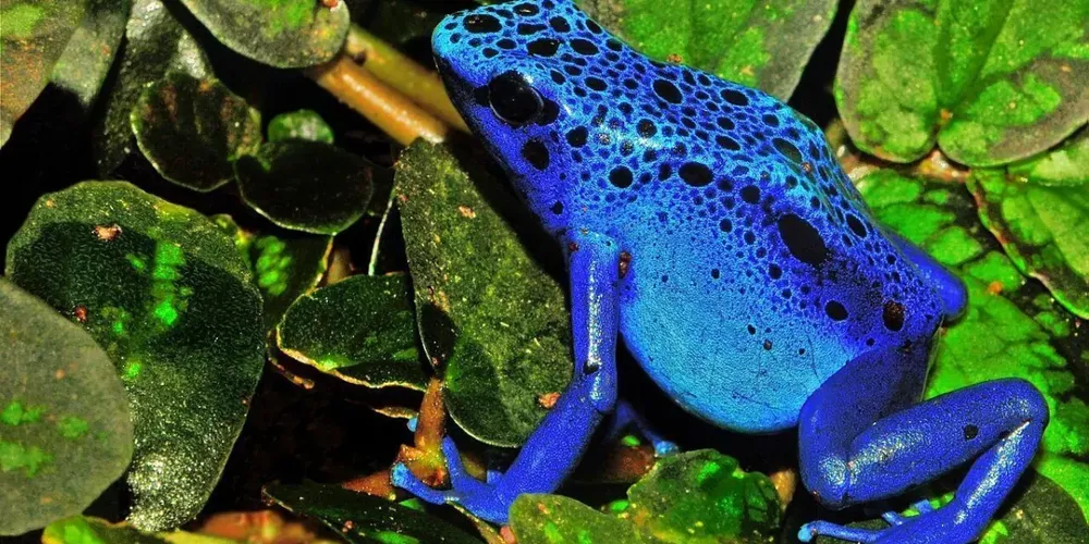 Alexei Navalny foi assassinado na prisão por uma toxina letal encontrada em rãs-flecha venenosas