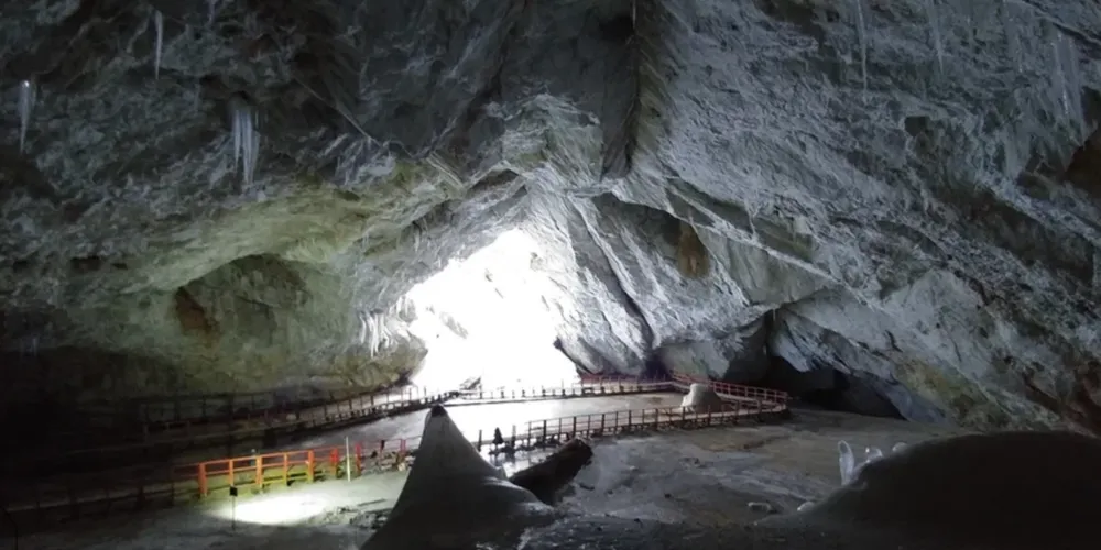 Cepa do gênero Psychrobacter, altamente adaptada ao frio extremo, tem capacidade de infectar humanos e animais