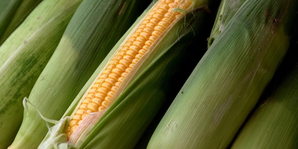 Plantio da safrinha já avançou para 62% da área estimada