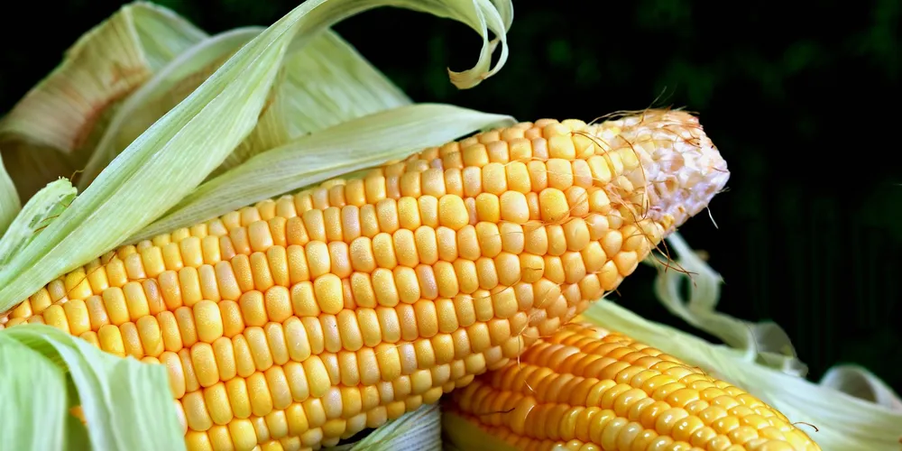 Colheita da primeira safra já atingiu 42% da área