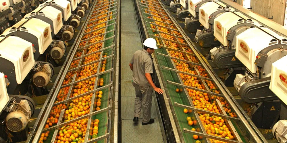 Homem trabalhando em produção de laranja