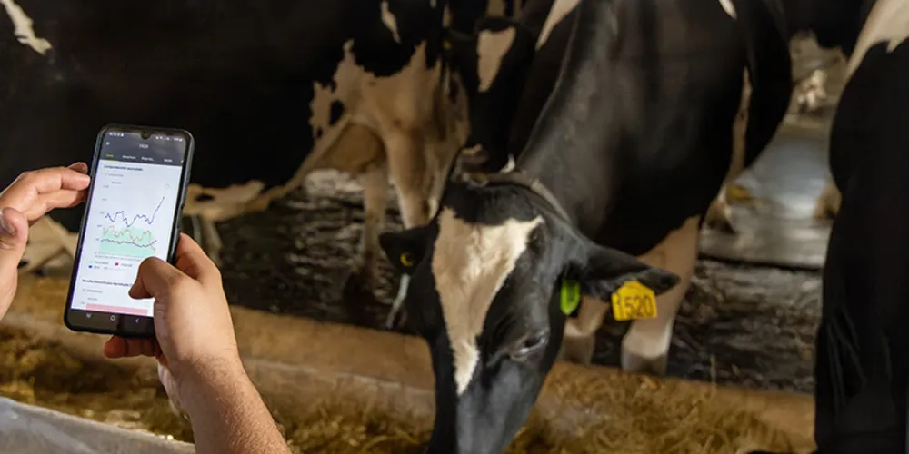 Os colares funcionam como um dispositivo de monitoramento contínuo do comportamento das vacas