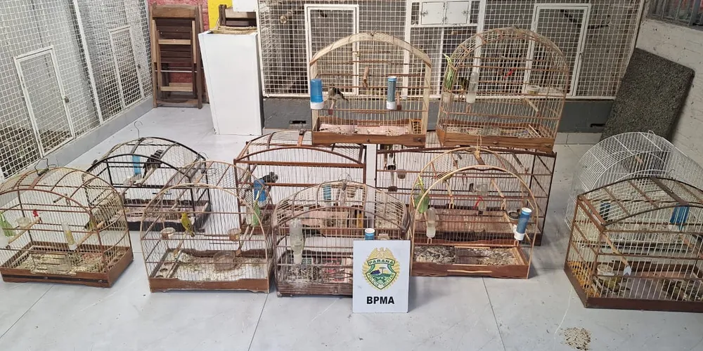 Animais foram apreendidos