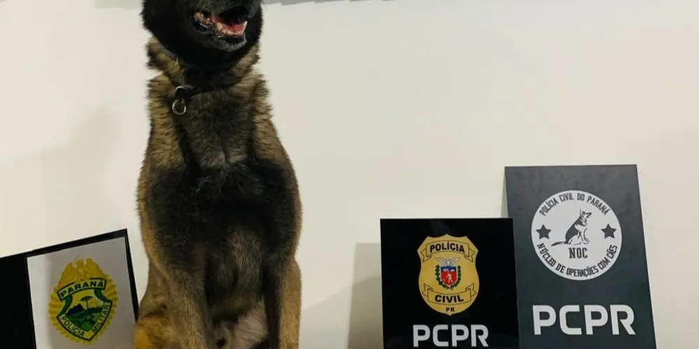 As investigações contaram com o cão de faro da Polícia Civil