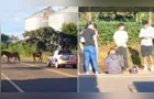 Vídeo mostra cavalos soltos em via pública e possível acidente em PG