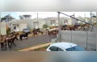 Moradores reclamam de cavalos soltos em ruas de condomínio em Ponta Grossa