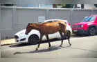 Cavalo é flagrado em via pública próximo a colégio de PG