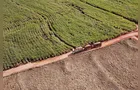 Colheita de soja atinge 14% e safras de feijão e cana-de-açúcar têm boa produtividade
