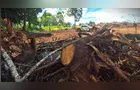 Crime ambiental: 425 Araucárias são cortadas em Guamiranga