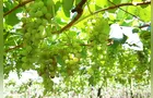 Embrapa lança nova cultivar de uva branca sem sementes para produtores do Sul