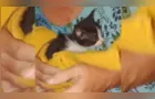 Gatinho preso em bueiro concretado é salvo em Ponta Grossa