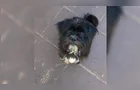 Cachorrinho 'Pelé' desaparece em PG e família pede ajuda para encontrá-lo