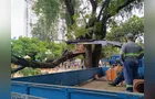 Grande galho de árvore infestada cai em parquinho no centro de PG e assusta moradores