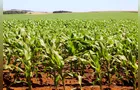 Lucratividade da soja atinge menor nível da safra